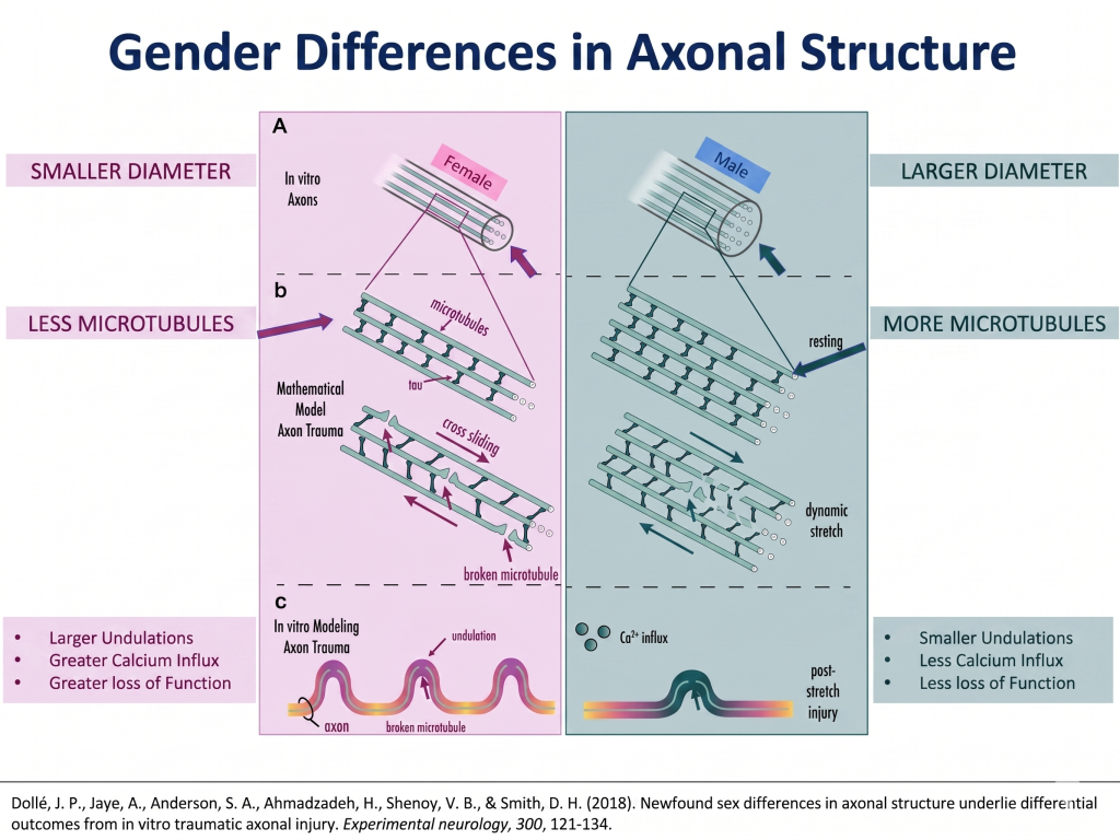 Diagram comparing smaller and larger nerve axons to show why some people are more vulnerable to brain injury in the same crash